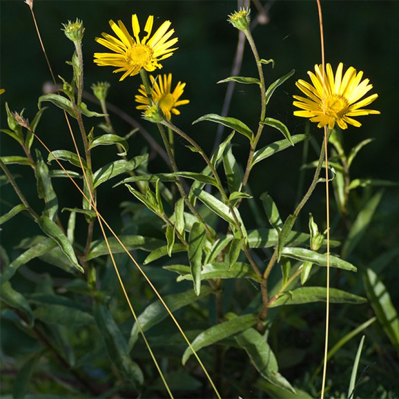 Buphthalmum salicifolium Dora (Plant habit)