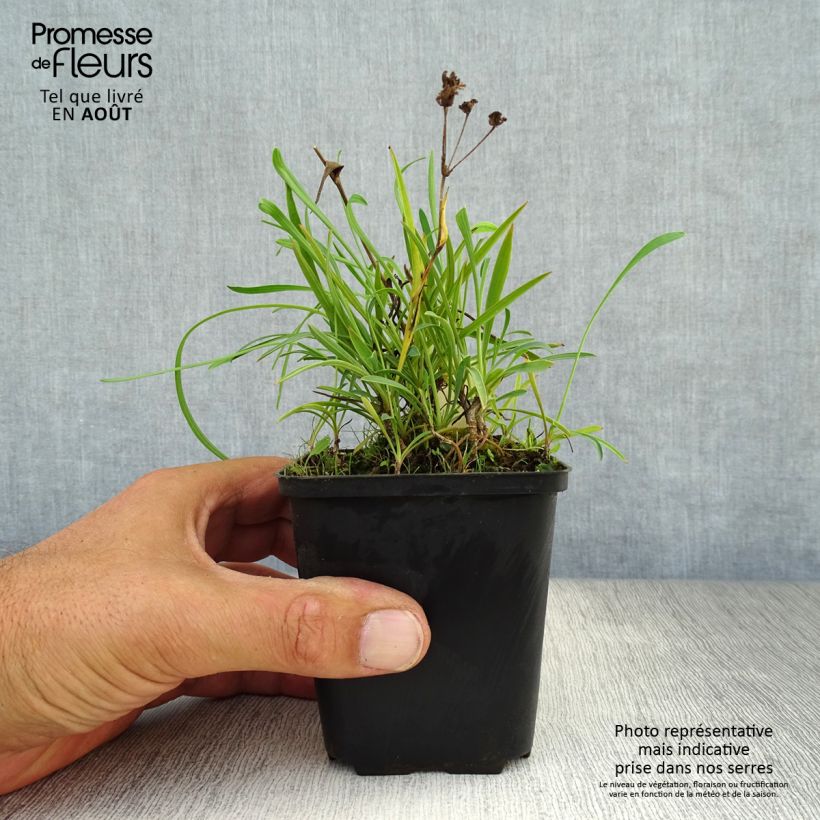 Bupleurum falcatum 8/9 cm pot sample as delivered in summer