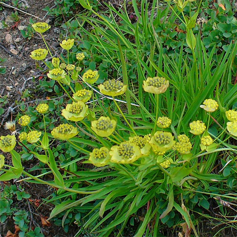 Bupleurum ranunculoïdes (Plant habit)