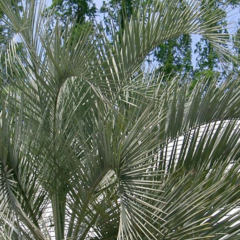 Butia capitata - Wine Palm (Foliage)