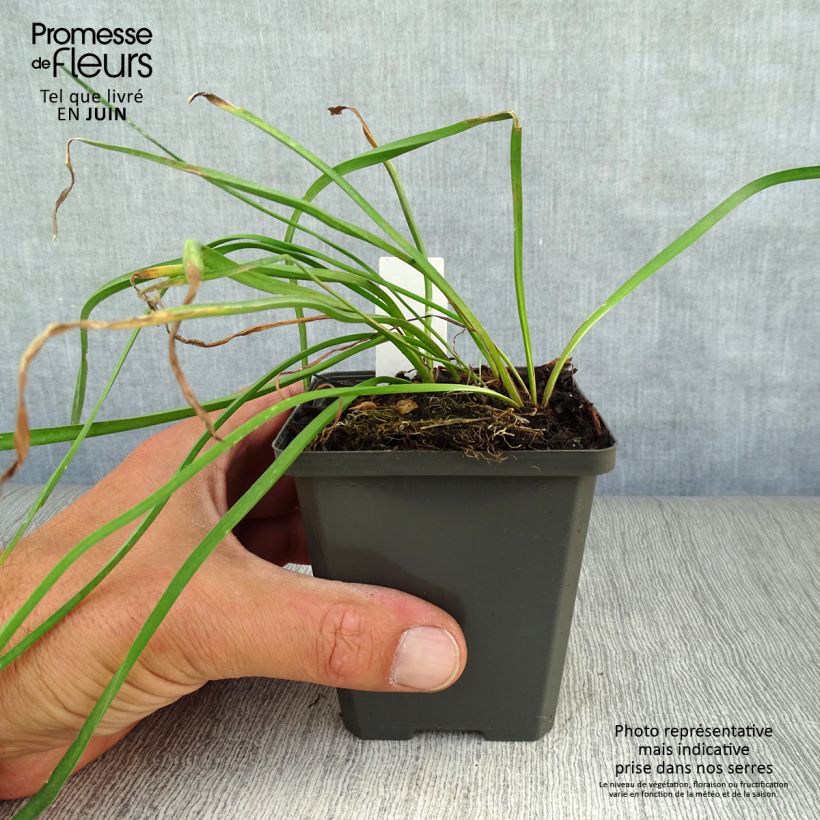 Butomus umbellatus 8/9 cm pot sample as delivered in summer