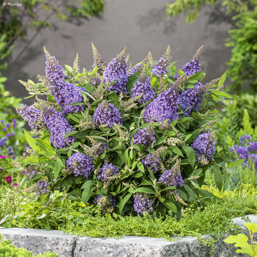 Buddleja davidii Butterfly Candy Lila Sweetheart - Butterfly Bush (Plant habit)