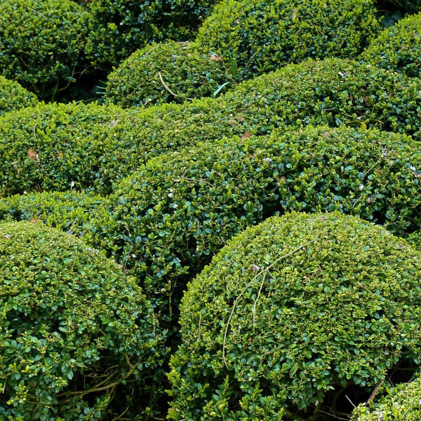 Buxus microphylla Faulkner - Boxwood (Plant habit)