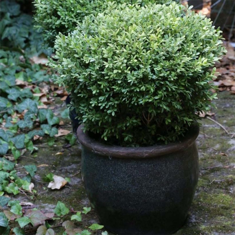 Buxus microphylla Rococo - Boxwood (Plant habit)