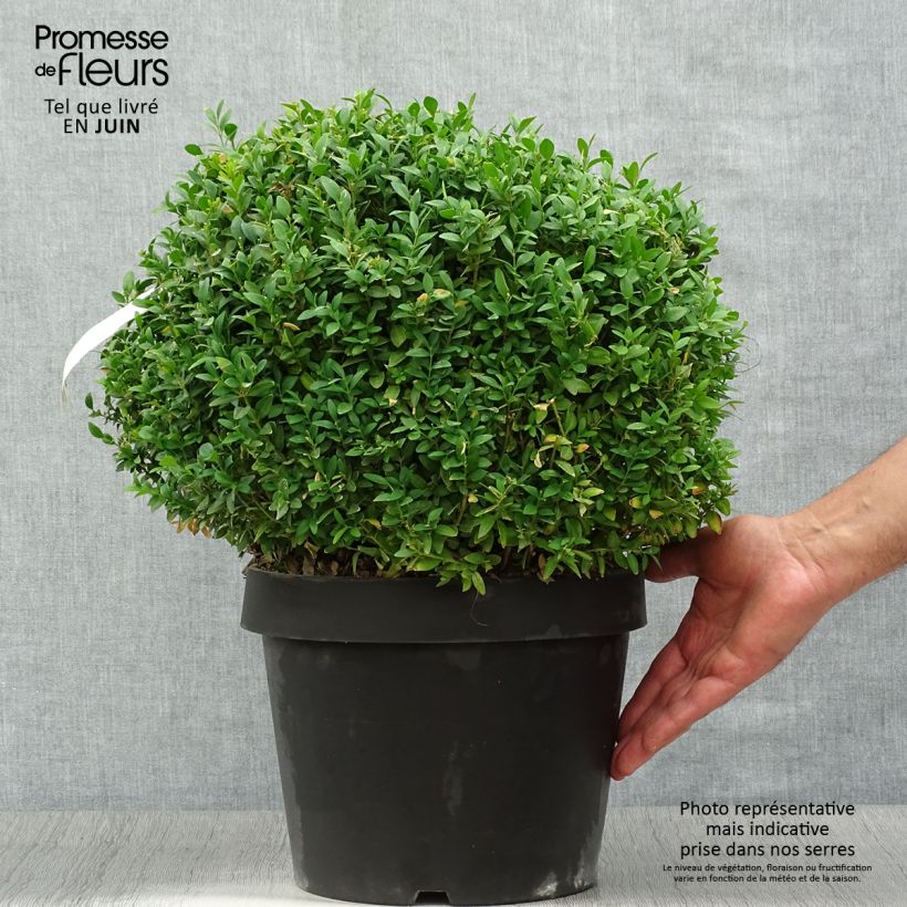 Buxus sempervirens Arborescens - Boxwood 7.5L/10L pot sample as delivered in summer