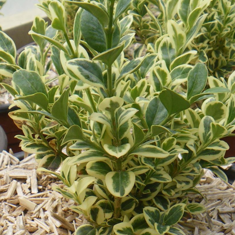 Buxus sempervirens Elegans - Boxwood (Plant habit)