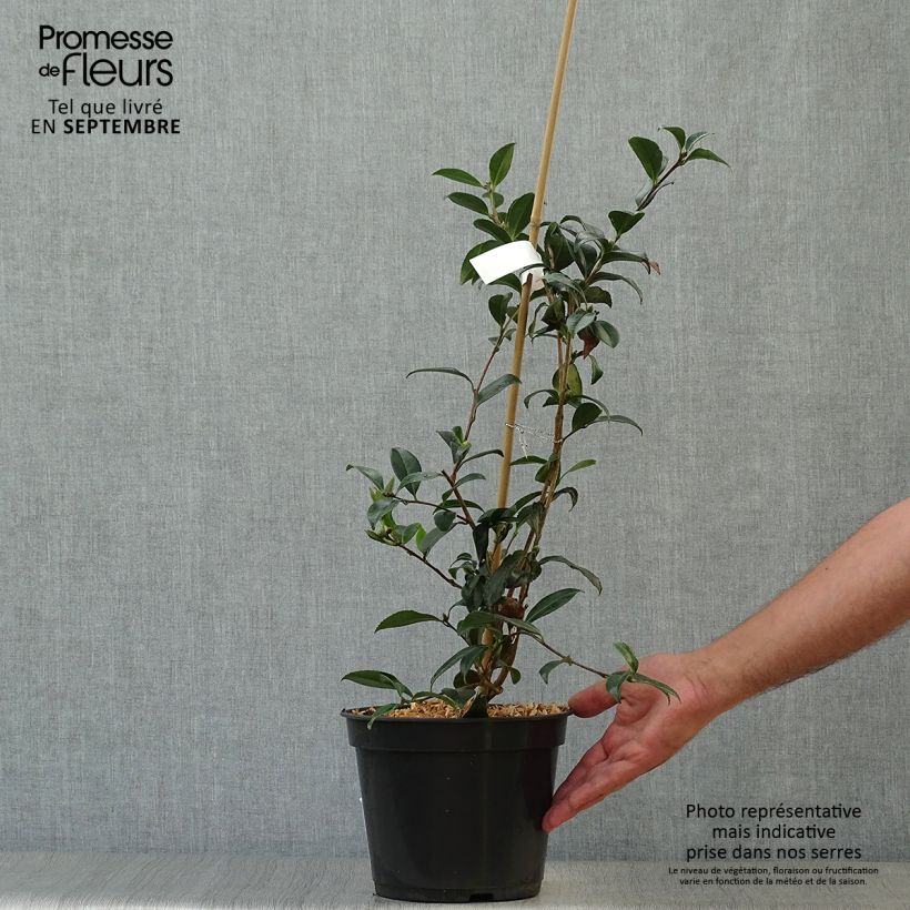Camellia sasanqua StarsnStripes 4L/5L pot sample as delivered in autumn