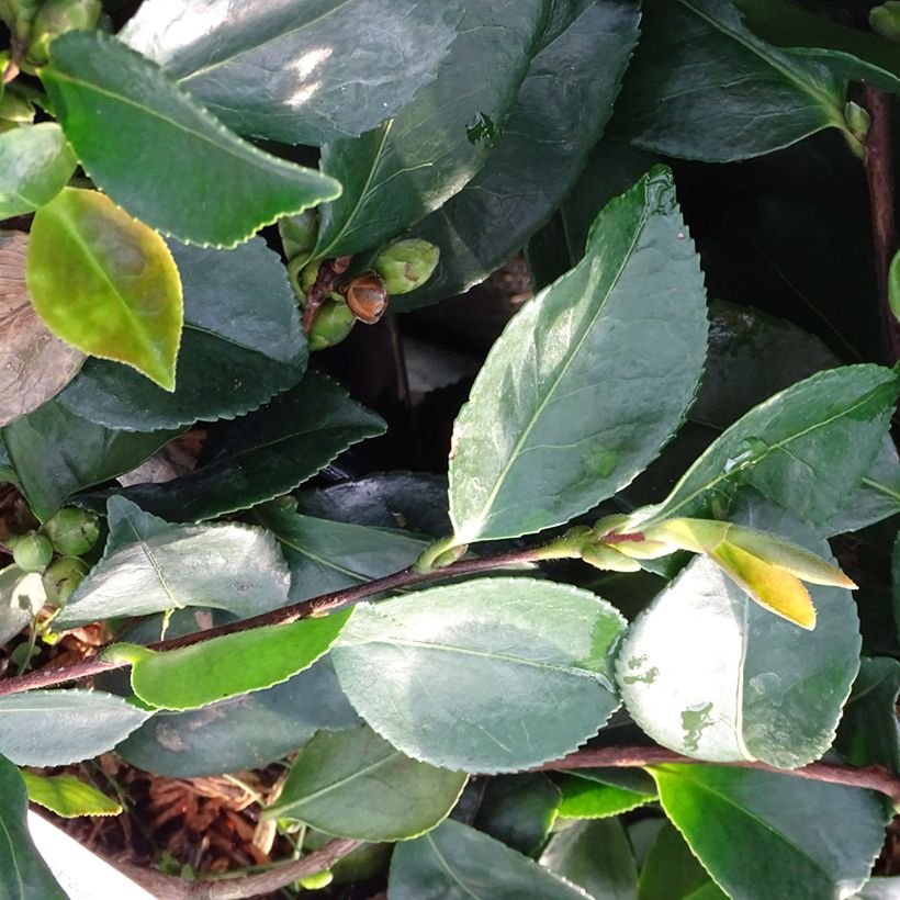 Camellia sasanqua Waterfall White (Foliage)