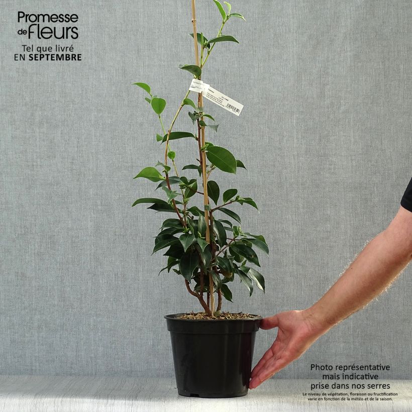 Camellia sasanqua Yume 4L/5L pot sample as delivered in autumn