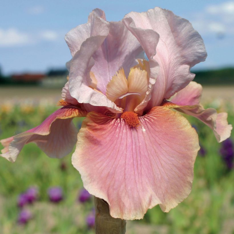 Iris germanica Cameo Wine - Bearded Iris (Flowering)