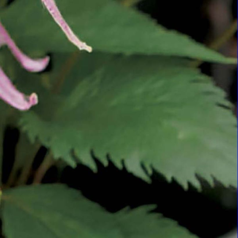 Campanula Pink Octopus (Foliage)