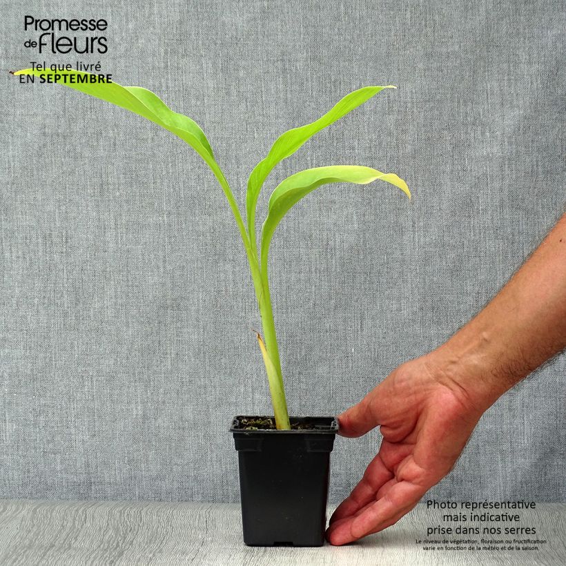 Canna edulis 7/8 cm pot sample as delivered in autumn