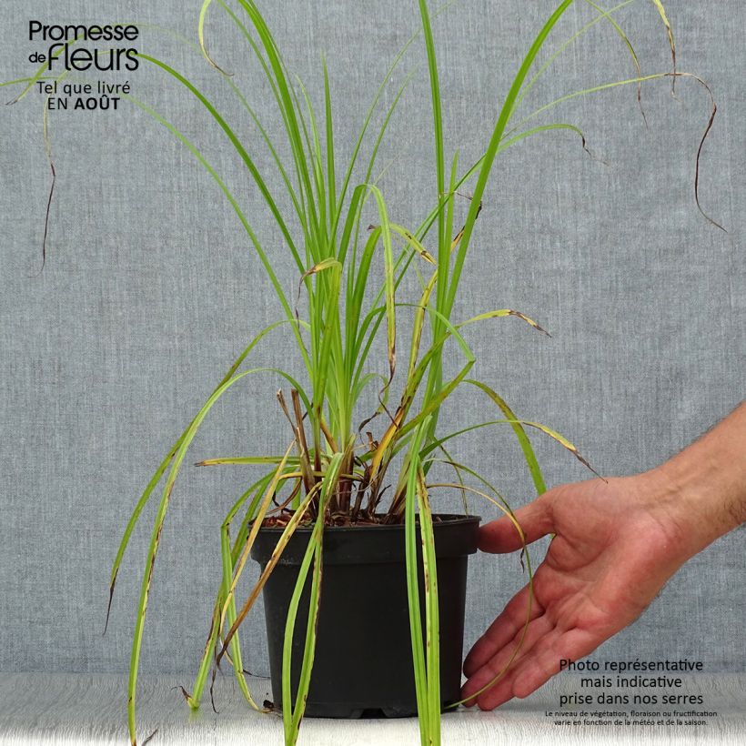 Carex grayi - Club sedge 2L/3L pot sample as delivered in summer