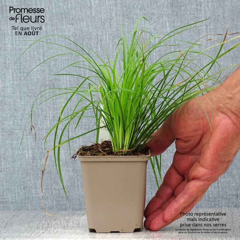 Carex montana 8/9 cm pot sample as delivered in summer