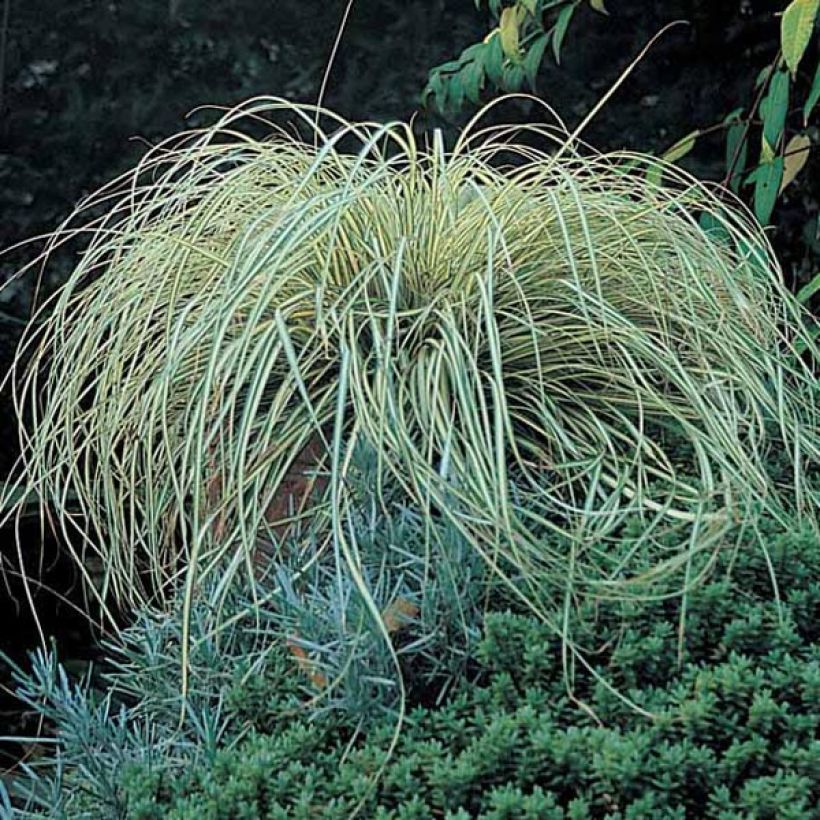 Carex oshimensis Evergold - Oshima Sedge (Plant habit)