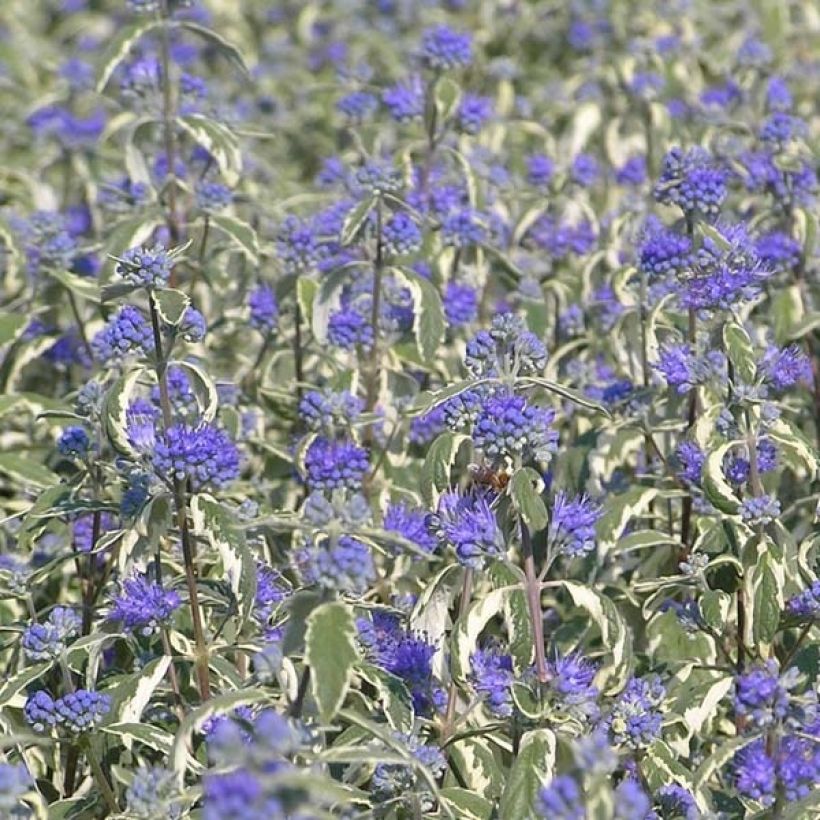 Caryopteris clandonensis White Surprise - Bluebeard (Flowering)