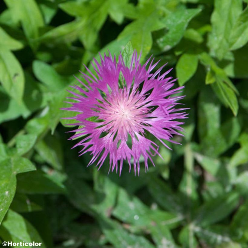 Centaurea pulcherrima (Flowering)