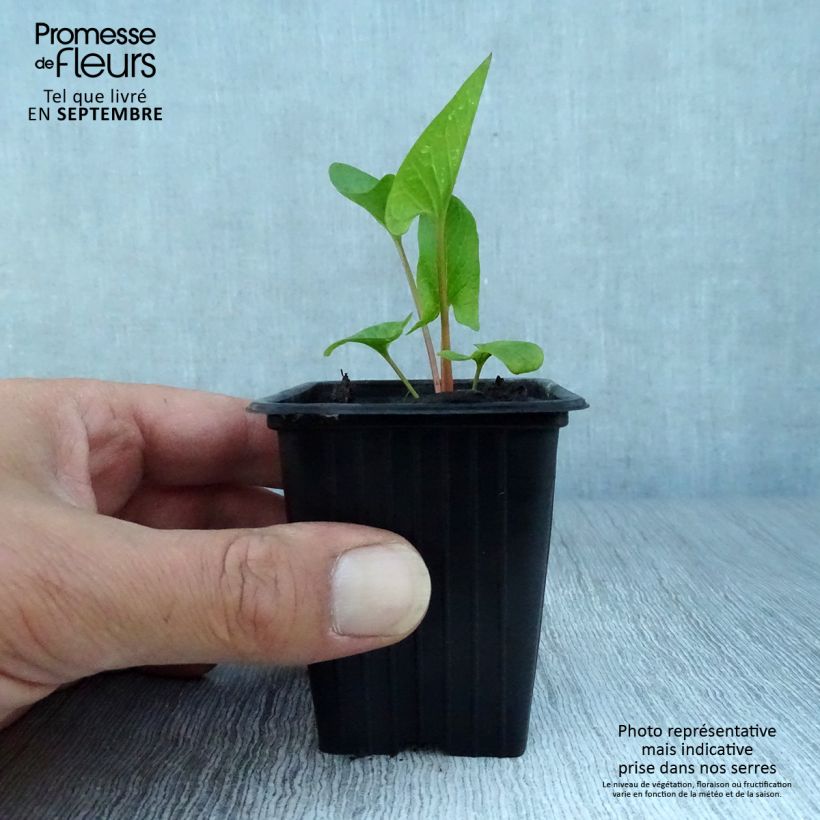 Organic Good-King-Henry - Chenopodium bonus-henricus 8/9 cm pot sample as delivered in autumn