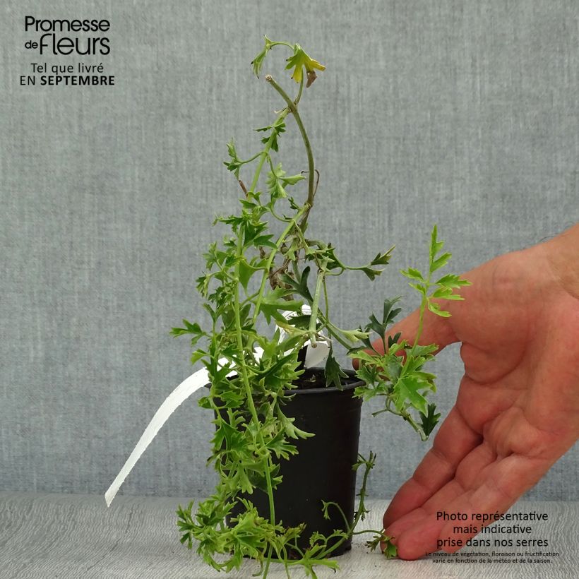 Clematis x cartmanii Early Sensation 8/9 cm pot sample as delivered in autumn