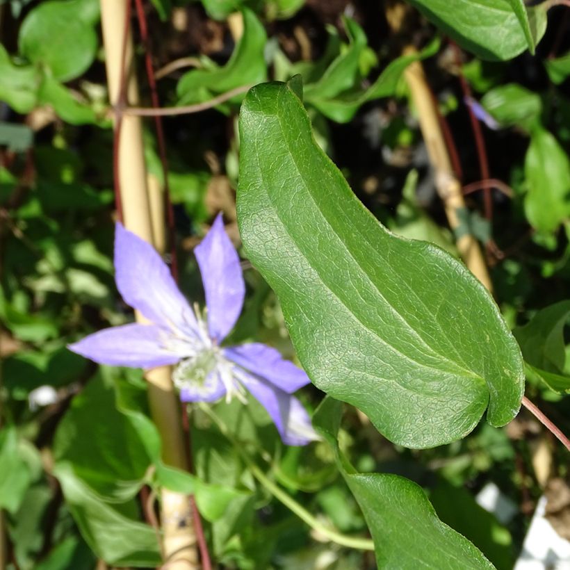 Clematis patens Lasurstern (Foliage)