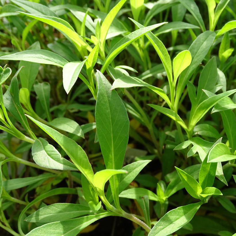 Cosmos atrosanguineus Chocamocha (Foliage)