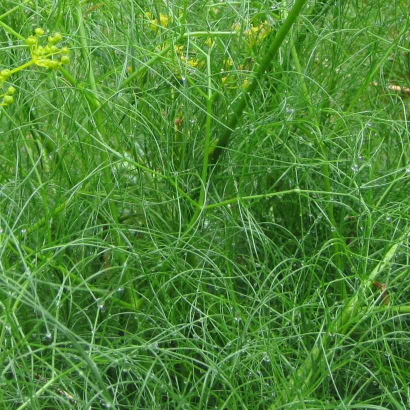 Cachrys alpina (Foliage)