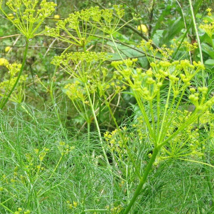 Cachrys alpina (Flowering)