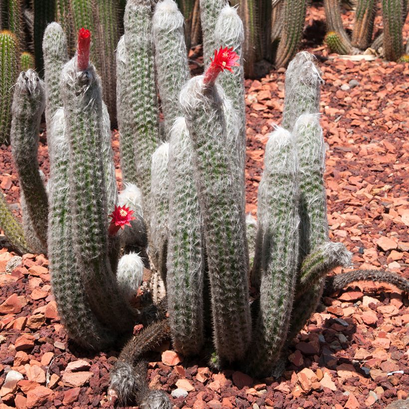 Cleistocactus strausii - Silver torch (Plant habit)