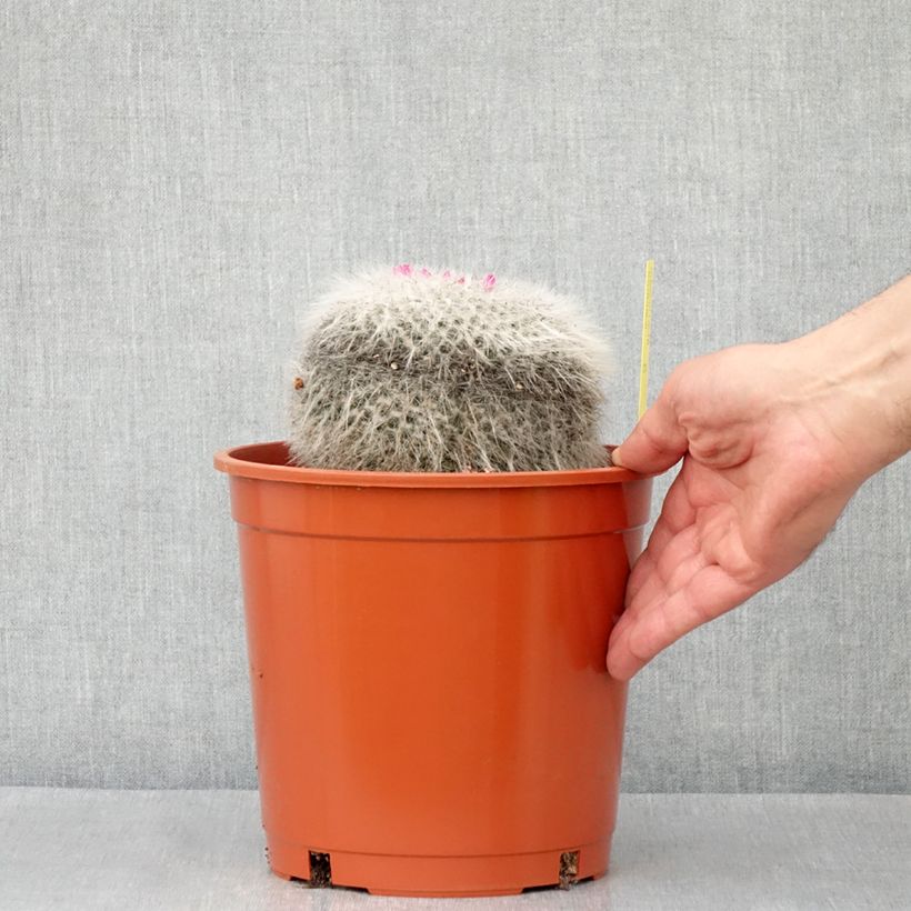 Mammillaria  hahniana 4L/5L pot sample as delivered in spring