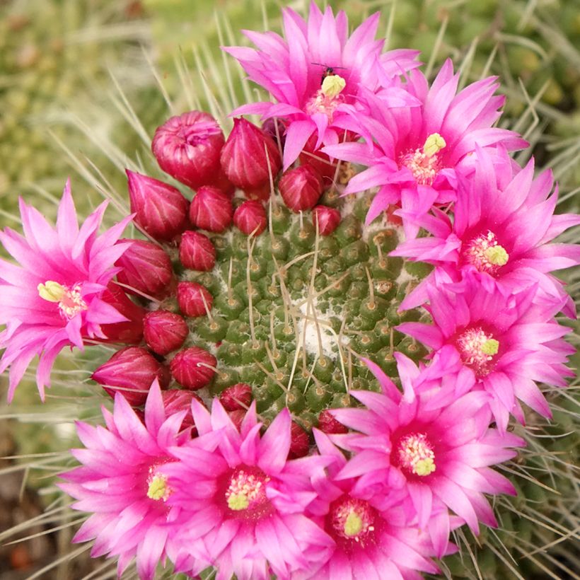 Mammillaria spinosissima Un Pico - Cactus (Flowering)