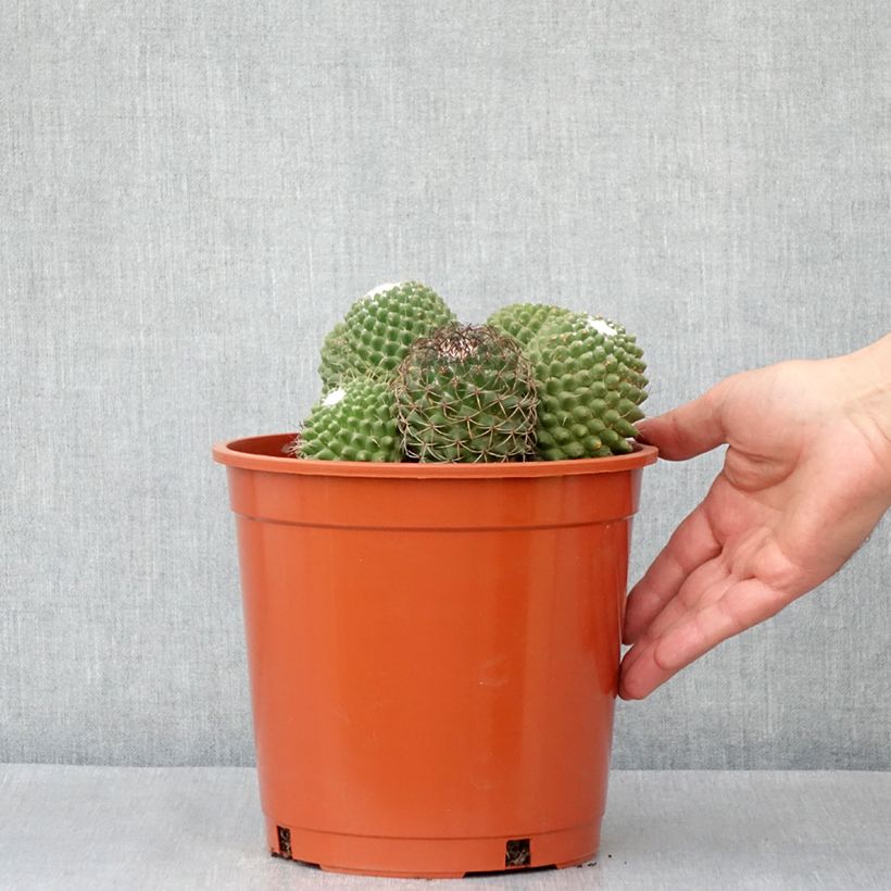 Mammillaria  polythele 'Toluca' 4L/5L pot sample as delivered in spring