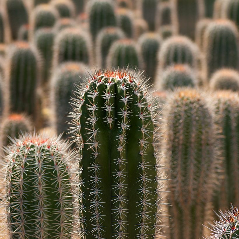Pachycereus pringlei - Mexican giant cactus (Foliage)