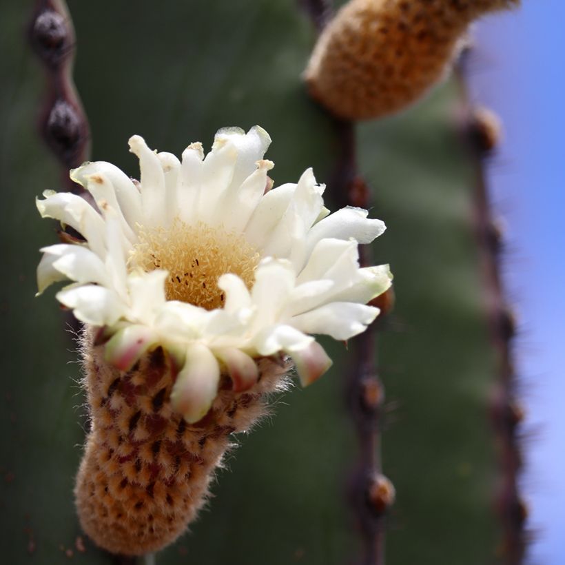 Pachycereus pringlei - Mexican giant cactus (Flowering)