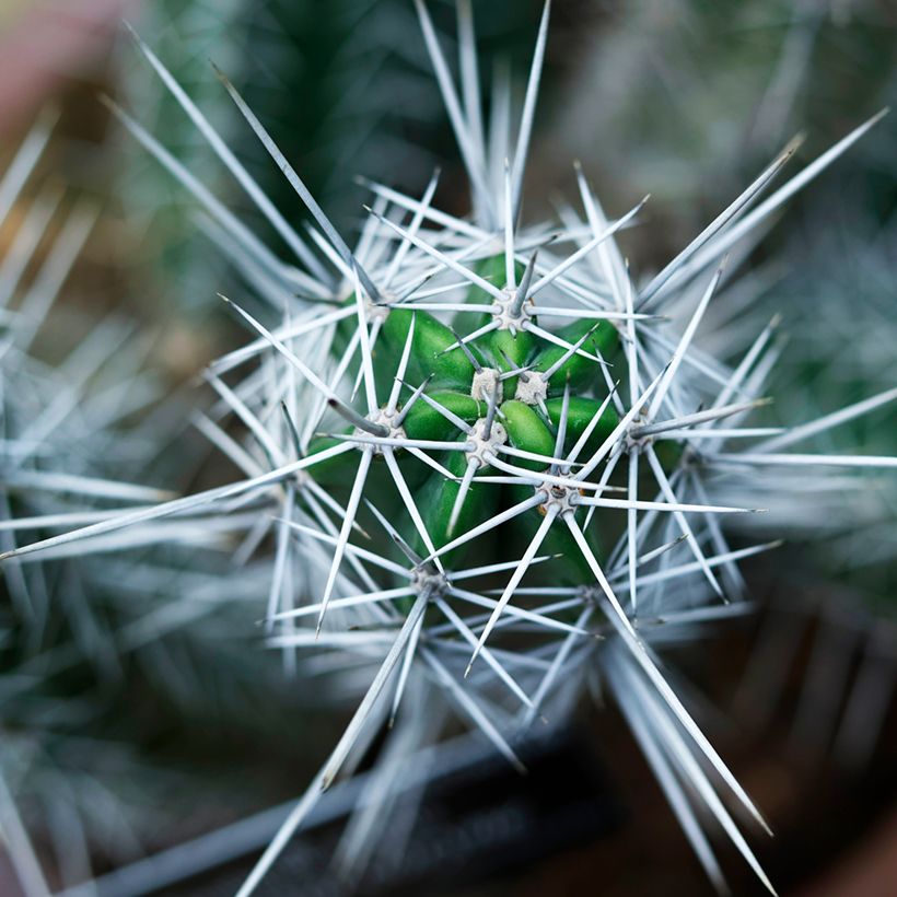 Stetsonia coryne - Toothpick cactus (Foliage)