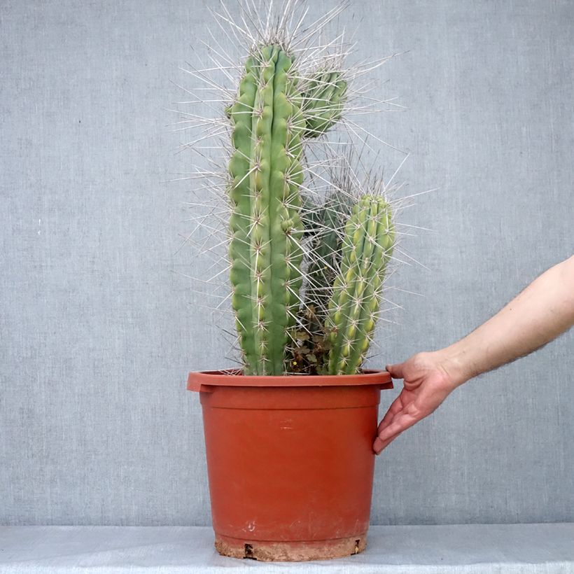 Stetsonia coryne  - Cierge, Cactus cierge 7.5L/10L potShipped height around 50/70cm sample as delivered in spring