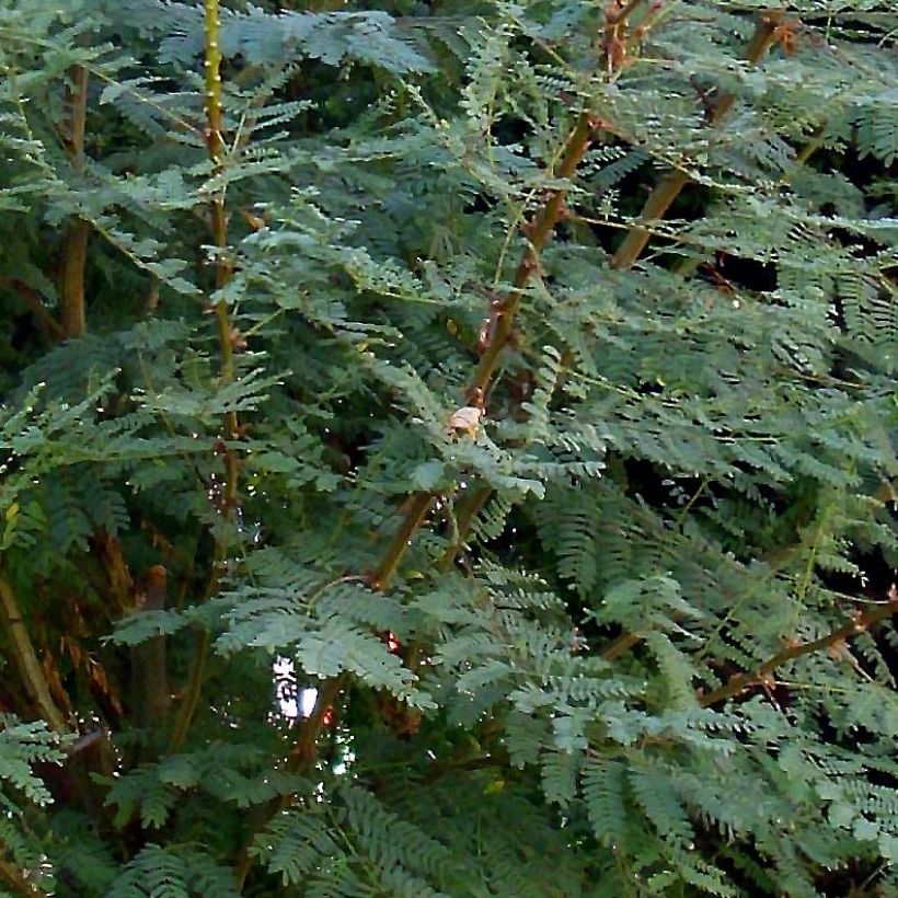 Caesalpinia gilliesii (Foliage)