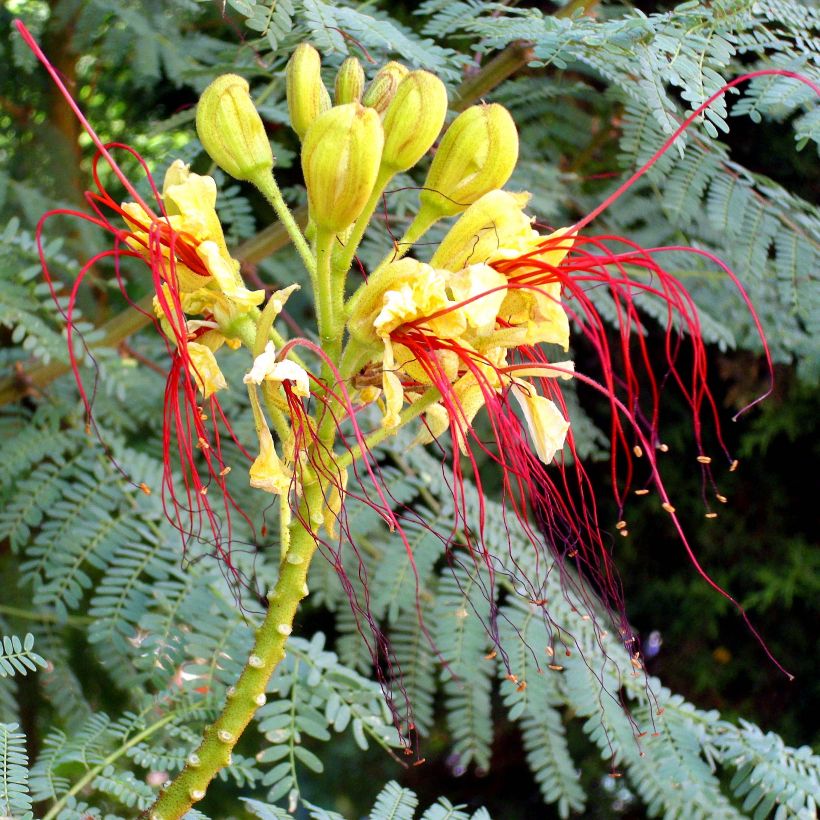 Caesalpinia gilliesii (Flowering)