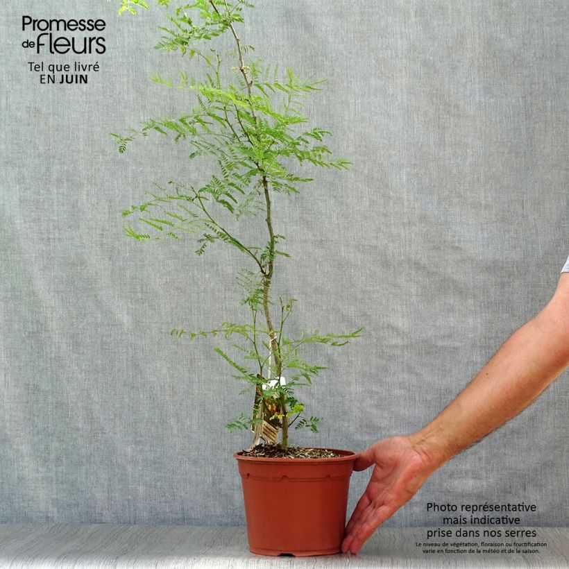 Caesalpinia gilliesii 2L/3L pot sample as delivered in summer