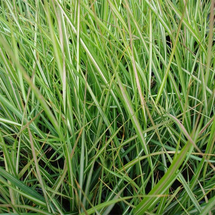 Calamagrostis acutiflora Avalanche - Feather Reed Grass (Foliage)