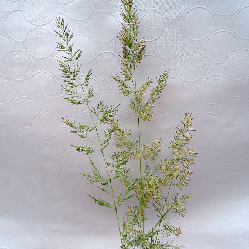 Calamagrostis acutiflora Avalanche - Feather Reed Grass (Flowering)