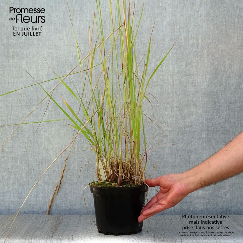 Calamagrostis acutiflora Karl Foerster - Feather Reed Grass 2L/3L pot sample as delivered in summer