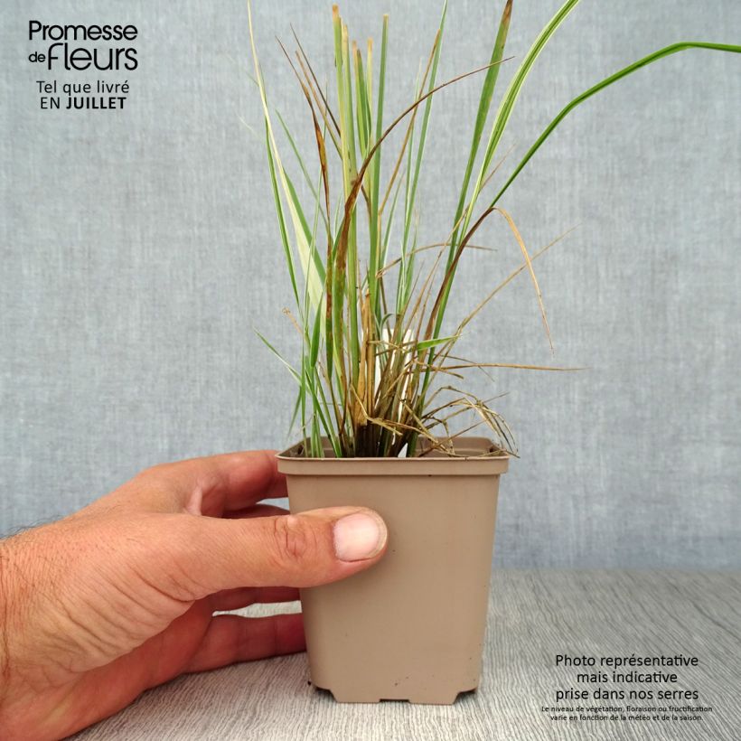 Calamagrostis acutiflora Overdam - Feather Reed Grass 8/9 cm pot sample as delivered in summer