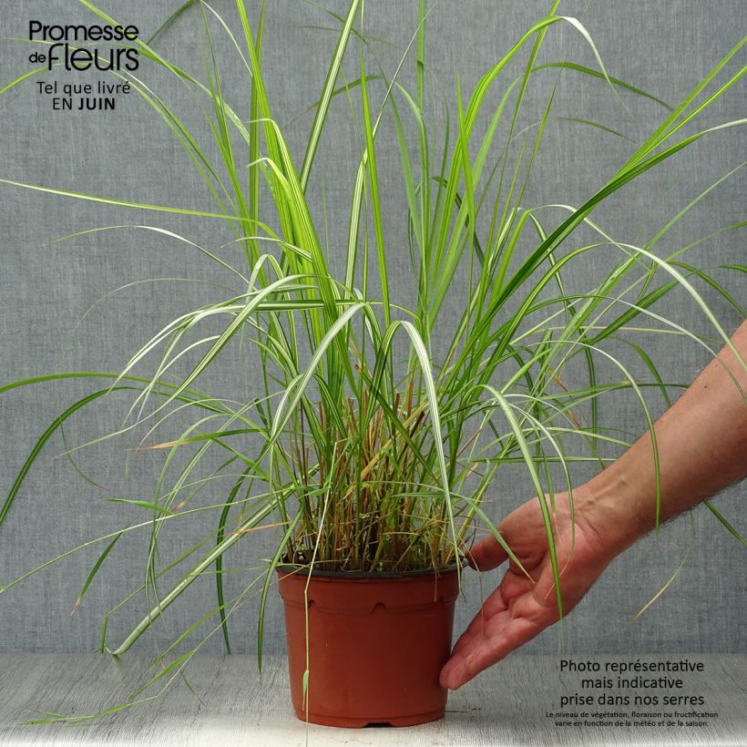 Calamagrostis acutiflora Overdam - Feather Reed Grass 2L/3L pot sample as delivered in summer