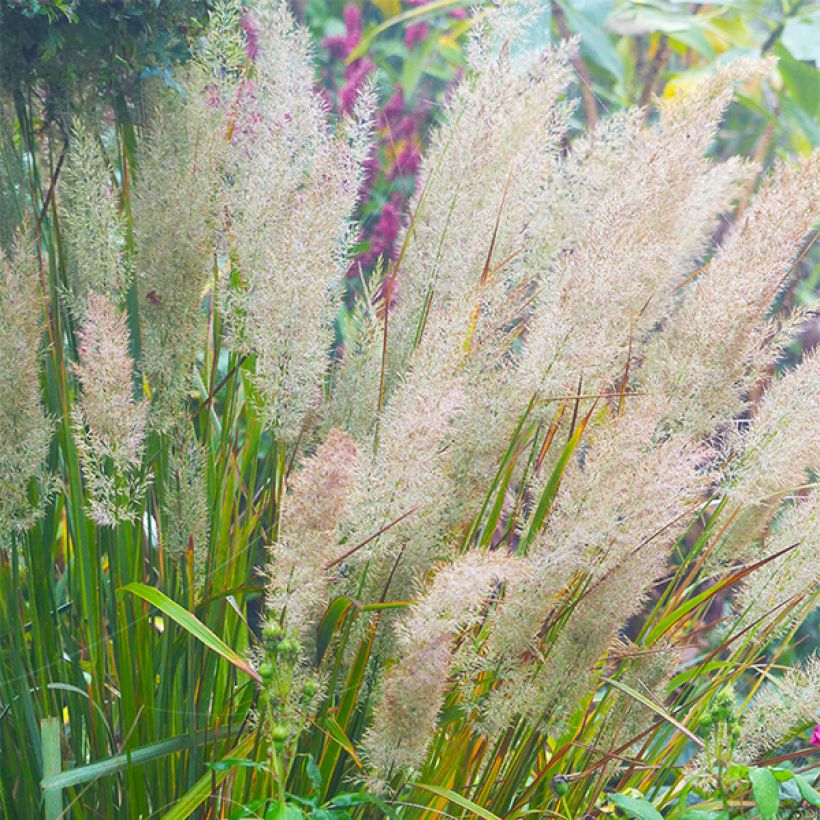 Calamagrostis brachytricha - Feather Reed Grass (Flowering)