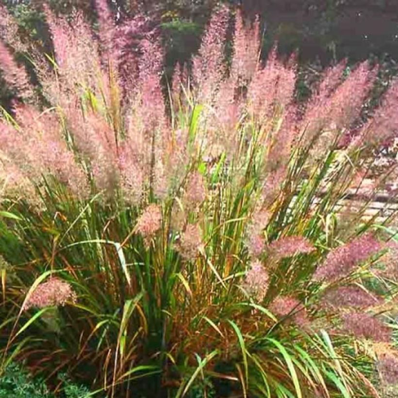 Calamagrostis brachytricha - Feather Reed Grass (Plant habit)