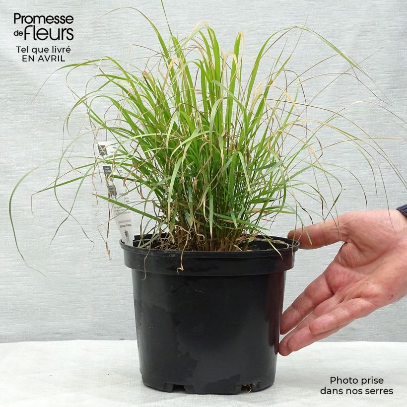 Calamagrostis brachytricha - Feather Reed Grass sample as delivered in spring