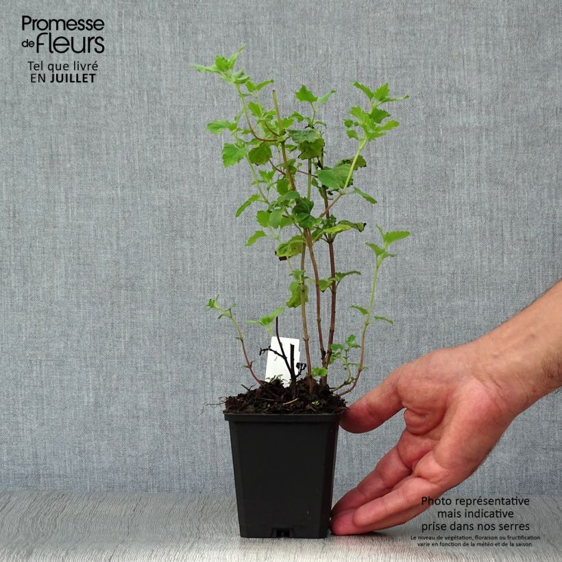 Calamintha grandiflora - Calamint 8/9 cm pot sample as delivered in summer