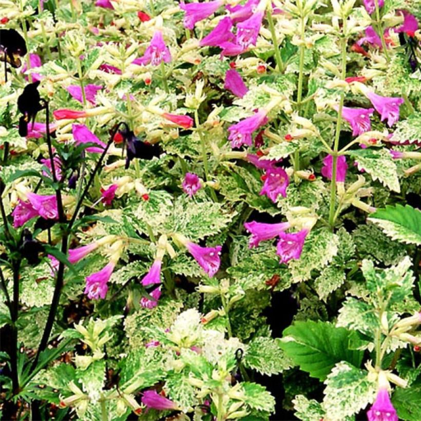 Calamintha grandiflora Variegata - Calamint (Flowering)