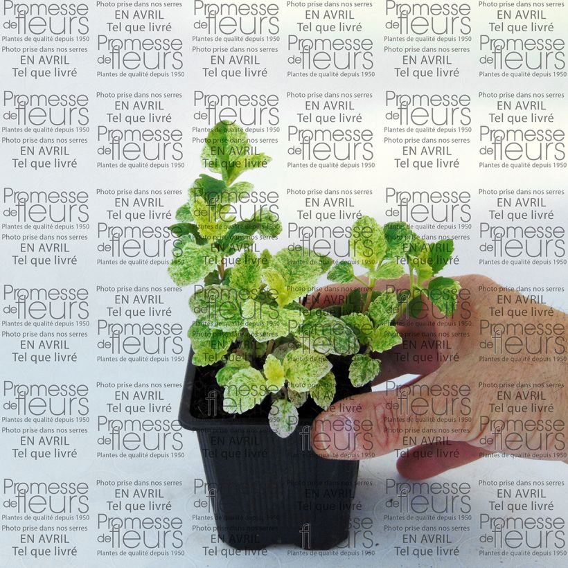 Example of Calamintha grandiflora Variegata - Calamint 8/9 cm pot specimen as delivered
