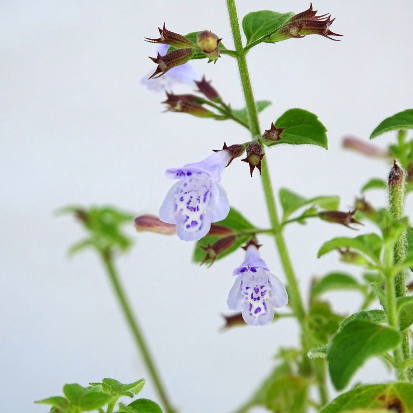 Calamintha nepeta - Calamint (Flowering)
